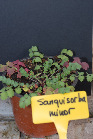 semilla Sanguisorba minor