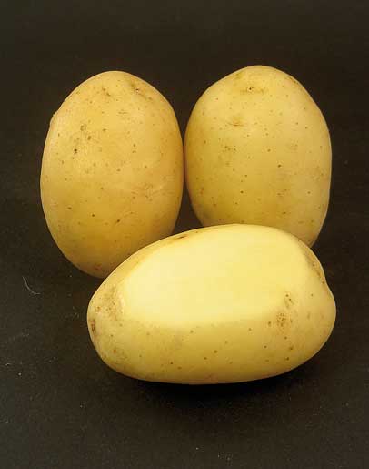 semilla de patata monalisa