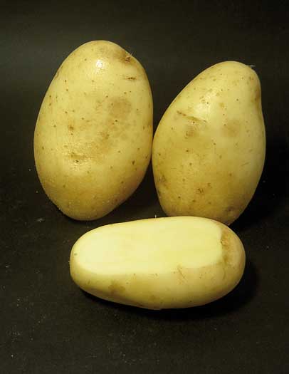 semilla de patata baraka
