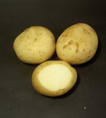 semilla de patata kennebec