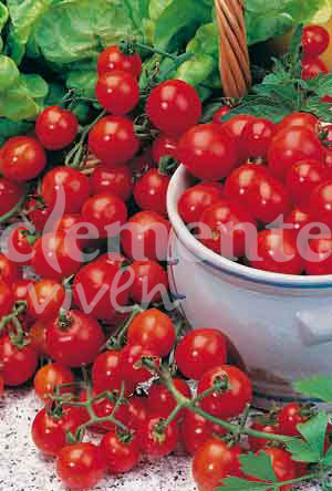 semilla de tomate red cherry