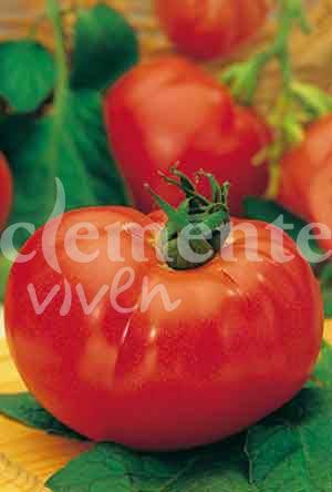 semilla de tomate marmande