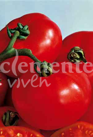 semilla de tomate saint pierre