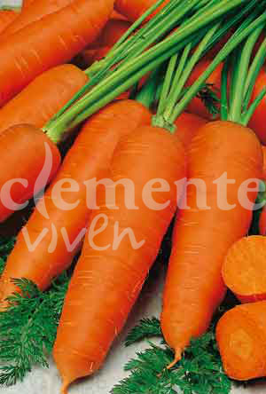 semilla de zanahoria chantenay
