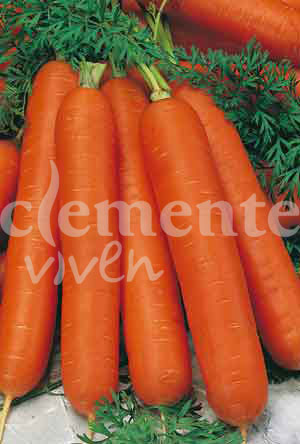 semilla de zanahoria nantesa 3