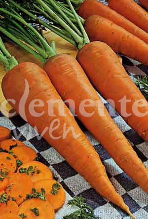 semilla de zanahoria saint valey larga