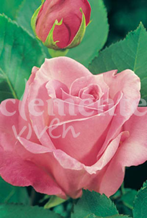 rosal Queen Elizabeth - Rosa