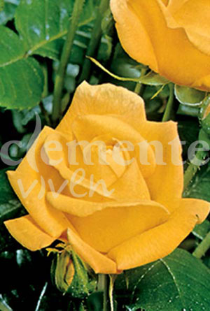 rosal Clemsol - Amarillo