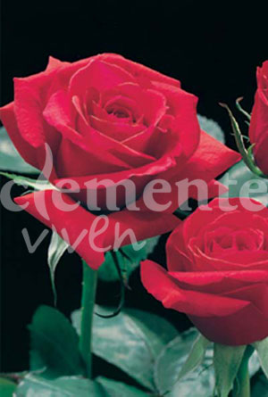 rosal Baccara - Rojo Geraneo